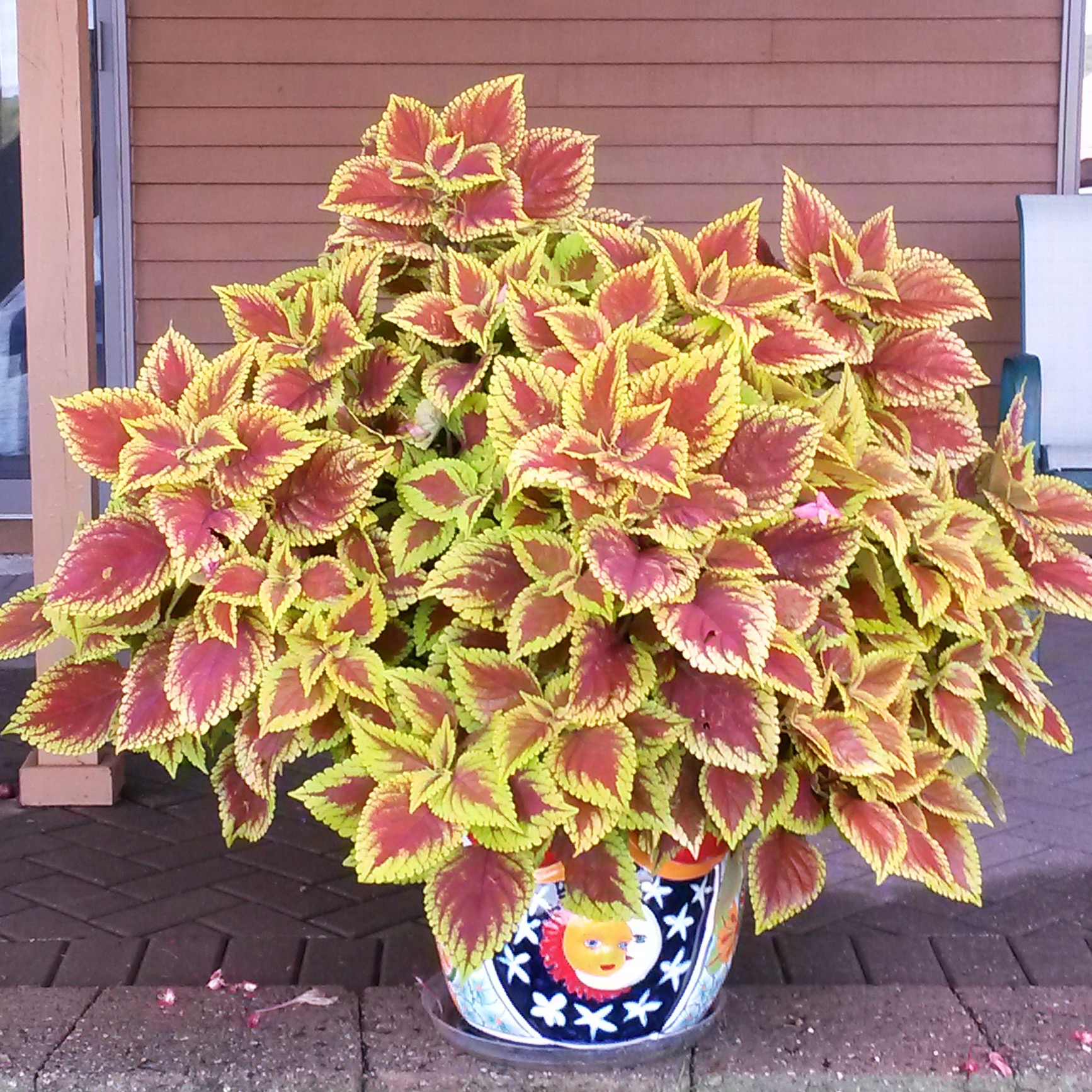 Large red and chartreuse coleus plant