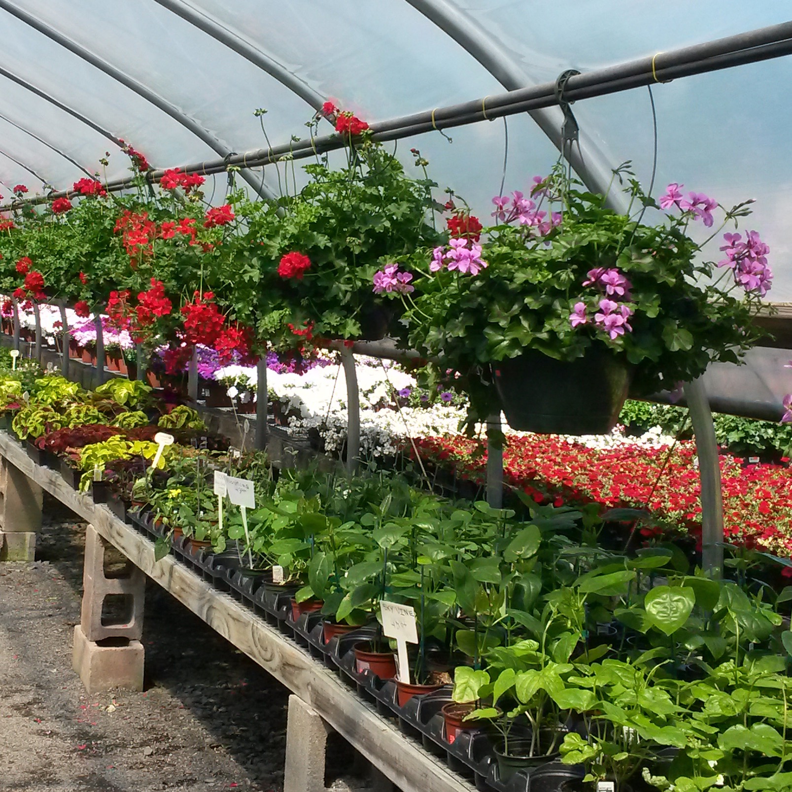 A greenhouse aisle full of colorful flowering annuals