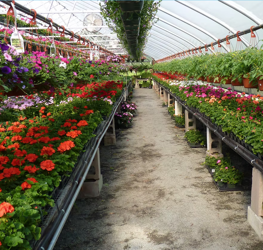 Rows of colorful annuals inside a greenhouse