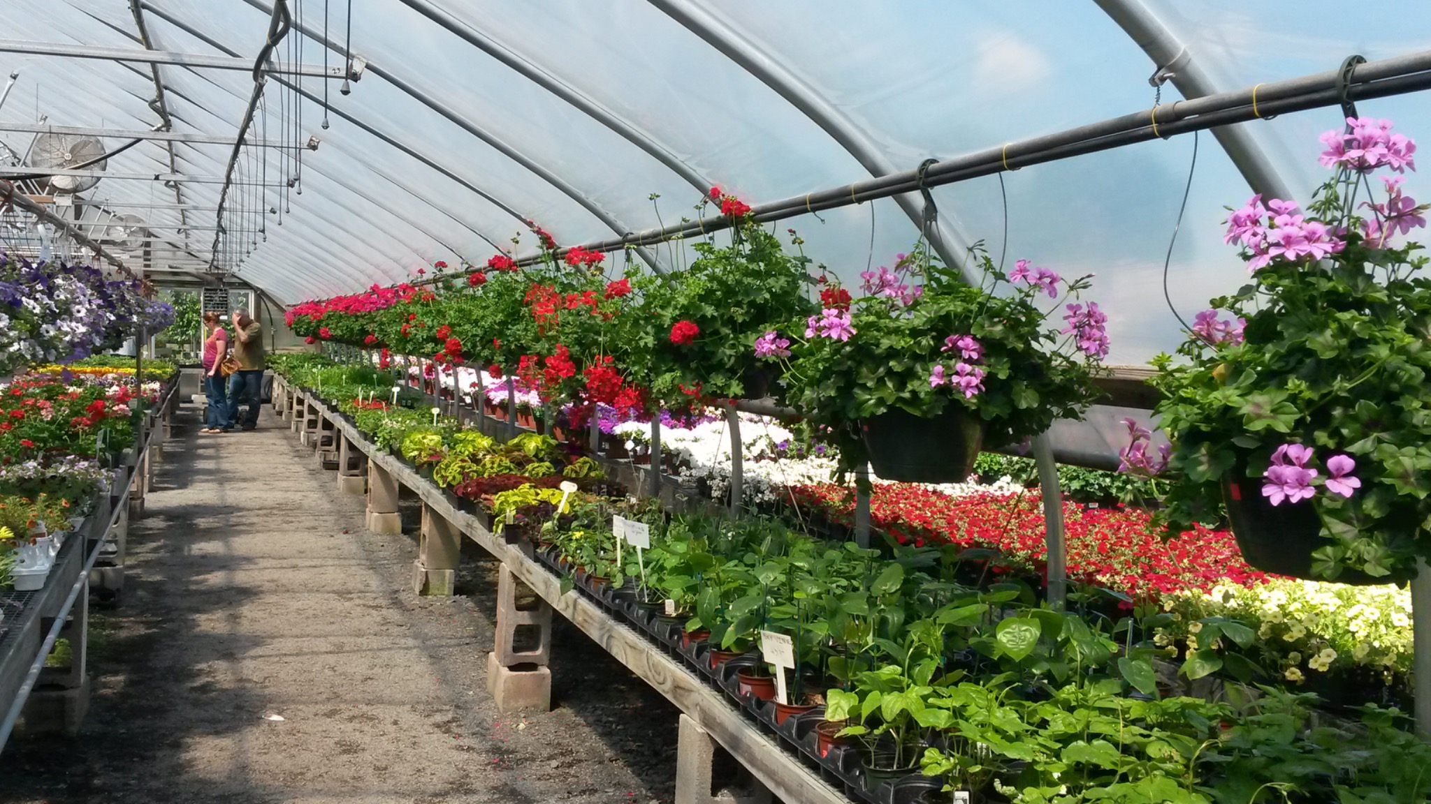 Flowering plants and hanging baskets inside the Nutmeg Farm greenhouse