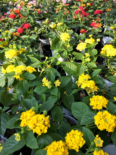 Yellow and red flowering lantana plants